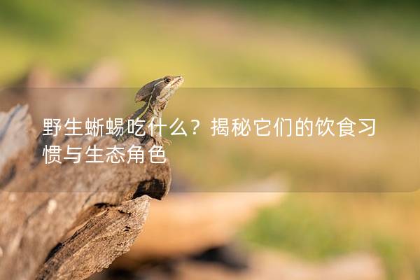 野生蜥蜴吃什么？揭秘它們的飲食習慣與生態角色